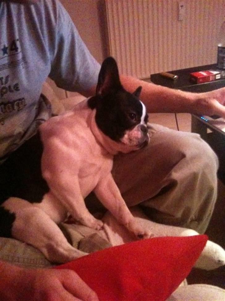 Fransk bulldog Bibbii billede 19