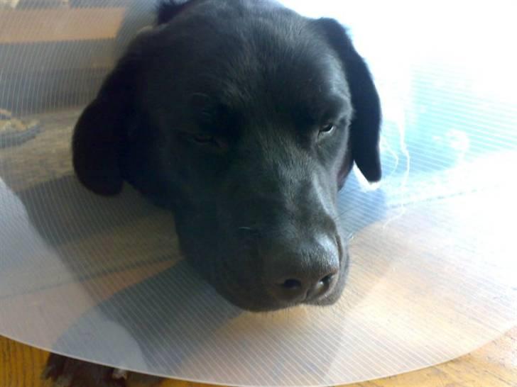 Blanding af racer Charlie billede 14