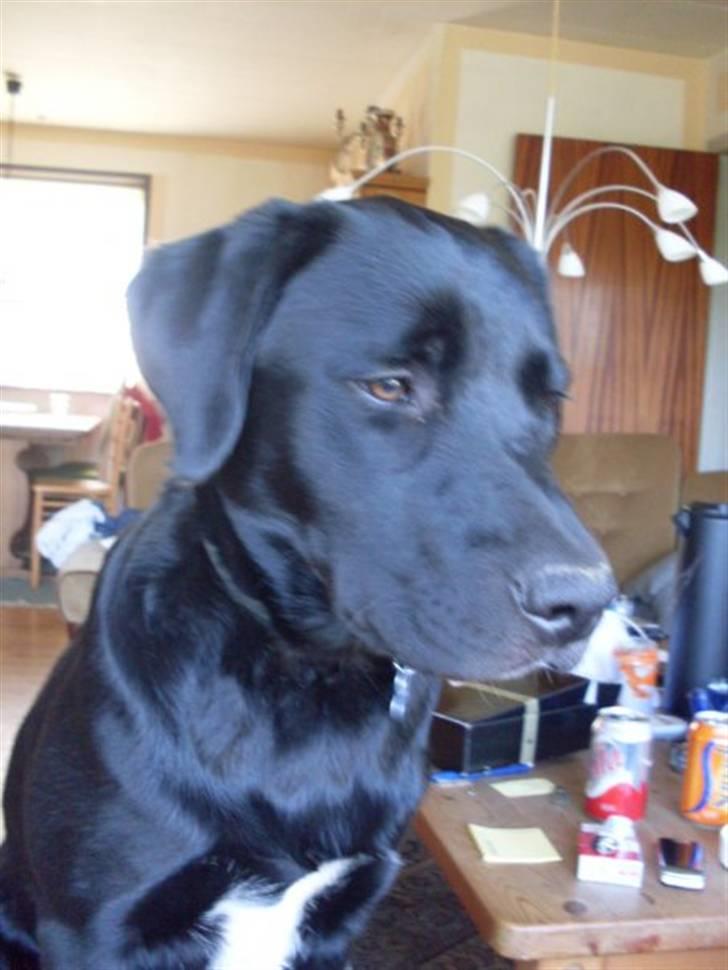 Blanding af racer Charlie billede 15