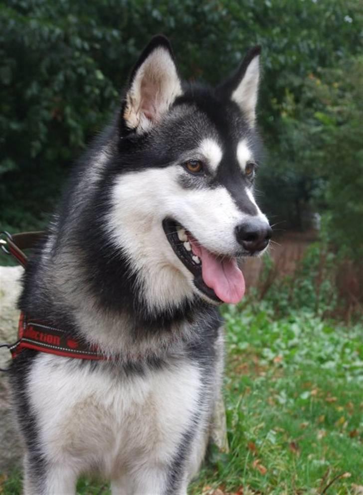 Alaskan malamute Laika *Aflivet* billede 4