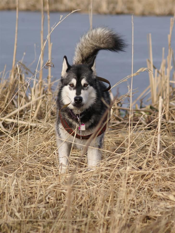 Alaskan malamute Laika *Aflivet* billede 6