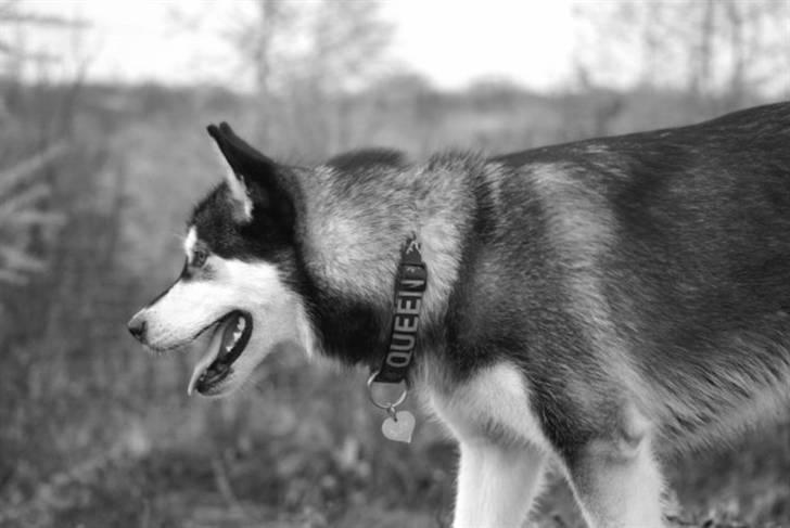 Alaskan malamute Laika *Aflivet* - I Glumsø hundeskov billede 9