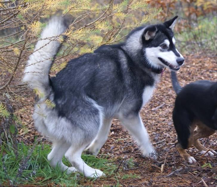 Alaskan malamute Laika *Aflivet* - I Glumsø hundeskov billede 13