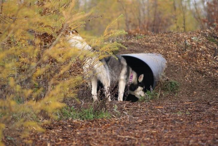 Alaskan malamute Laika *Aflivet* - I Glumsø hundeskov billede 14