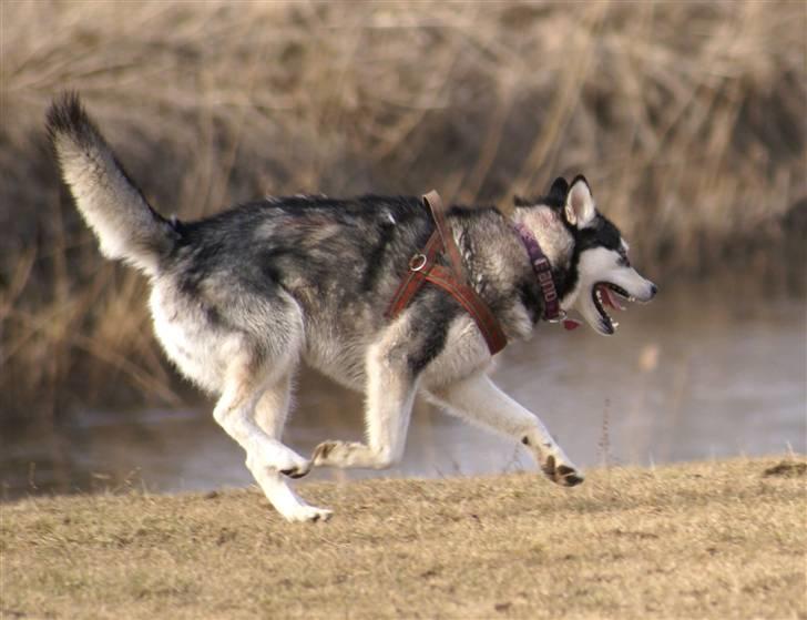 Alaskan malamute Laika *Aflivet* billede 15