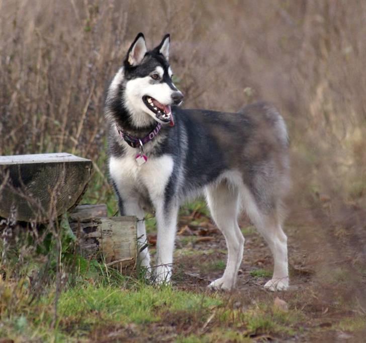 Alaskan malamute Laika *Aflivet* billede 16