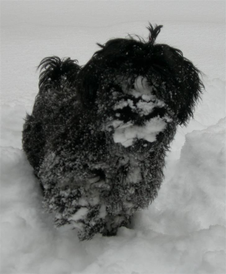 Bichon havanais Trille<3 Min! - i like snow<3 billede 4