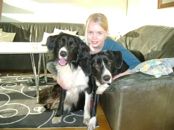 Border collie Jackie billede 5