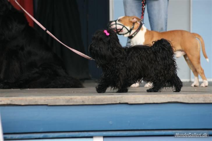 Bichon havanais Trille<3 Min! - Trille til hunde opvisning i tivoli - vi represen terede racen bichon havanies. billede 7