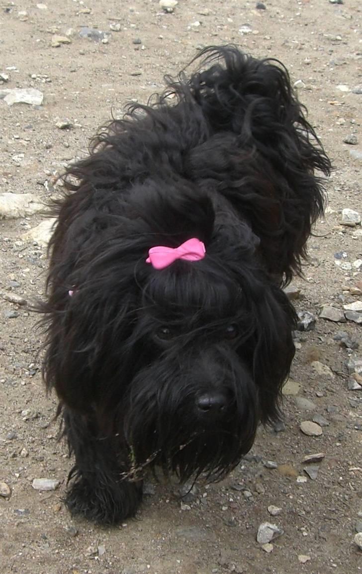 Bichon havanais Trille<3 Min! - Vuf vuf lækker hund på stranden :D = HOTDOG :PPPP billede 13