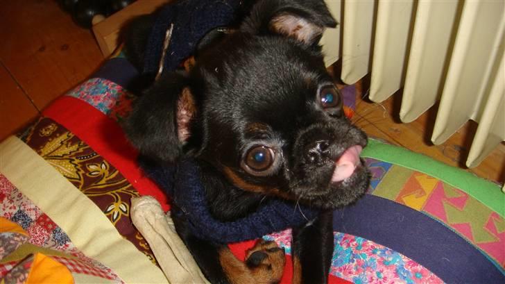 Griffon petit brabancon Catarina - Kan godt se rigtig fræk ud ik billede 1