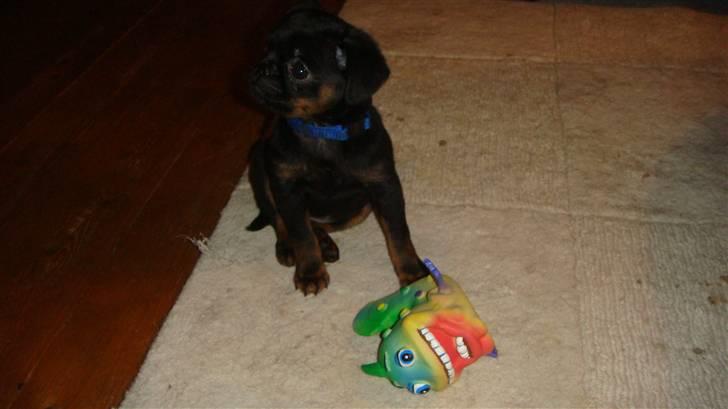 Griffon petit brabancon Catarina - ja det er mit legetøj men hvad laver du mor billede 2