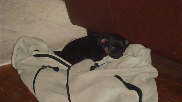 Griffon petit brabancon Catarina - Her er lille Cati har lige fået hende er hun ikke bare dejlig billede 3