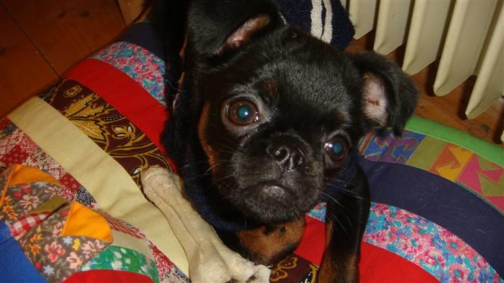 Griffon petit brabancon Catarina - selv om jeg er træt kan jeg da godt lige se op billede 4