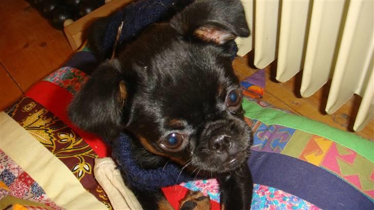 Griffon petit brabancon Catarina - Nå men kan da også lige slappe af lidt imends jeg venter billede 5