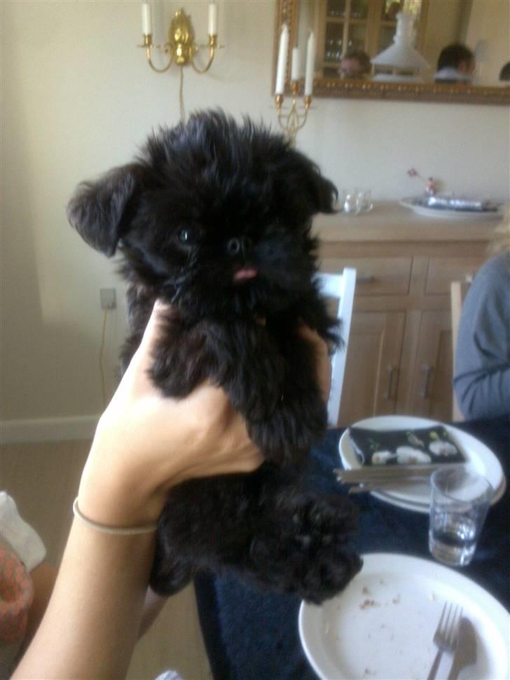 Griffon belge High Fly Barney - Barnye 8 uger billede 1