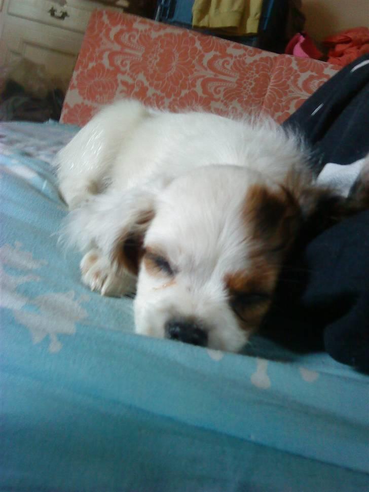 King charles spaniel Charlie billede 3