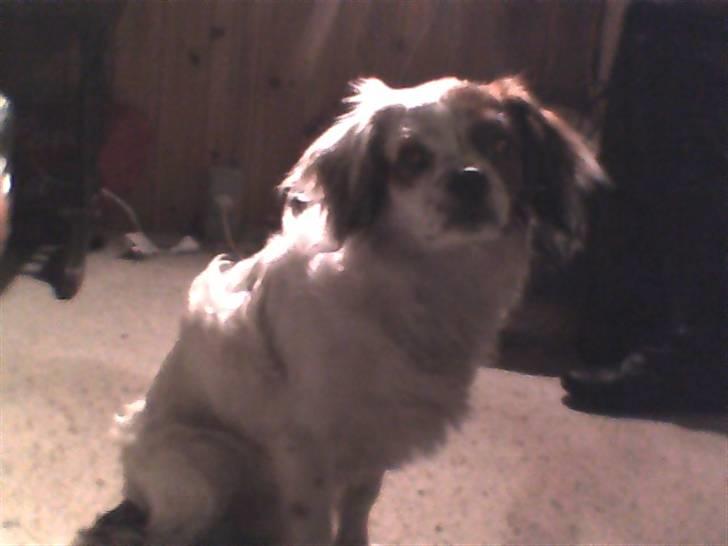 King charles spaniel Charlie billede 5