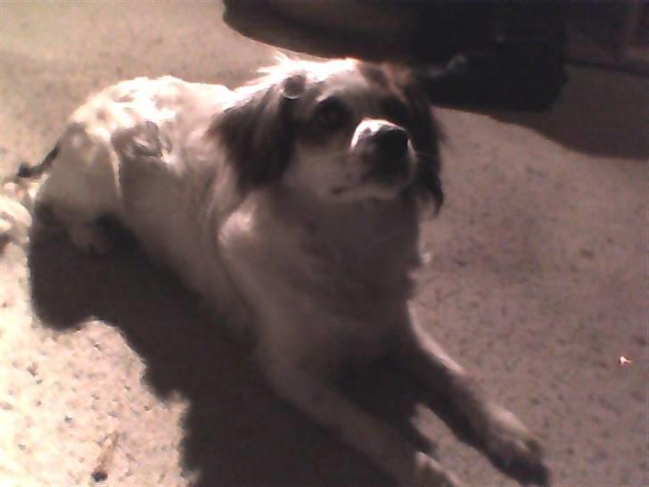 King charles spaniel Charlie billede 6