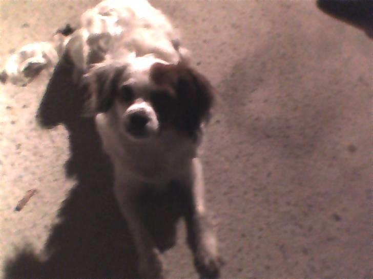 King charles spaniel Charlie billede 7