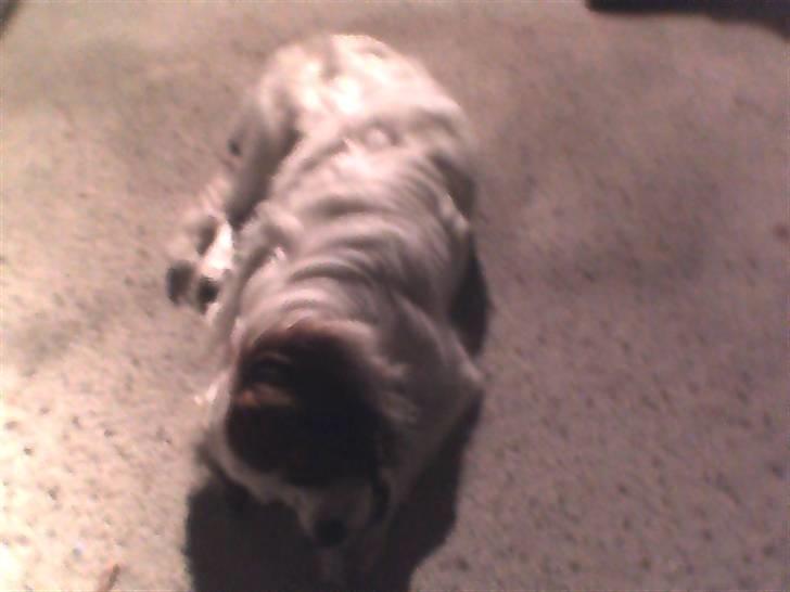 King charles spaniel Charlie billede 8