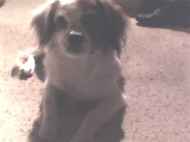 King charles spaniel Charlie billede 9