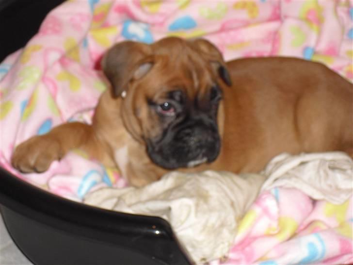 Boxer Nanna billede 1