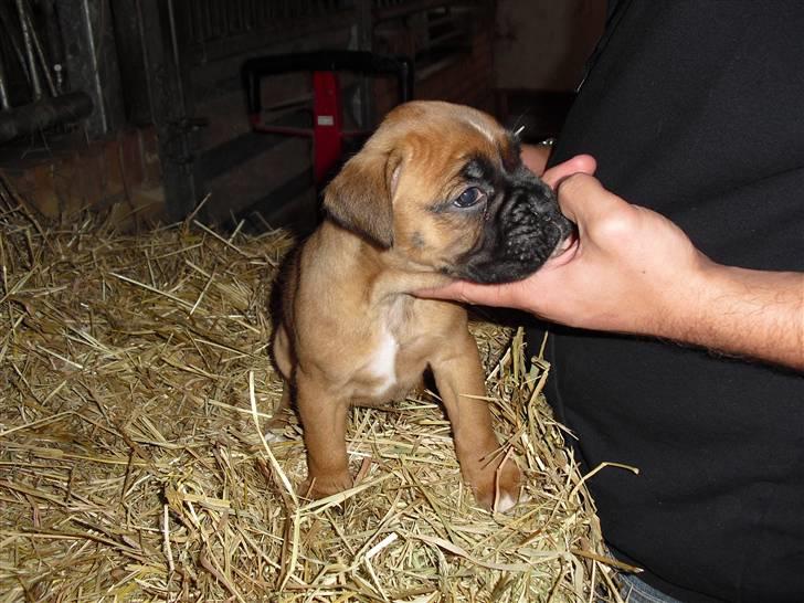 Boxer Nanna billede 2