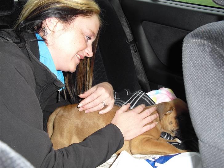 Boxer Nanna billede 4