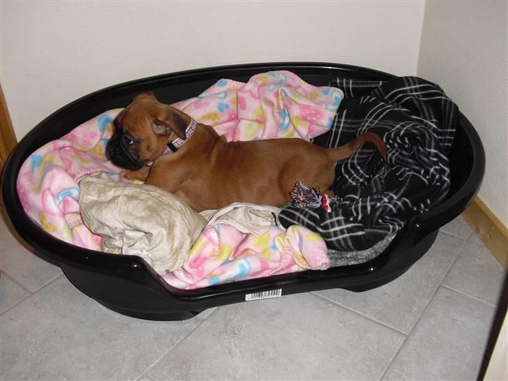 Boxer Nanna - ØØØJJ en stor rede!! billede 5