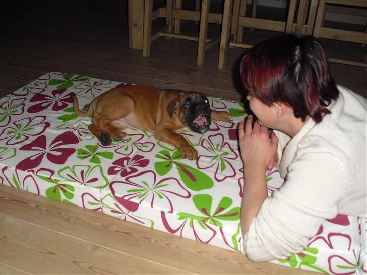 Boxer Nanna billede 7