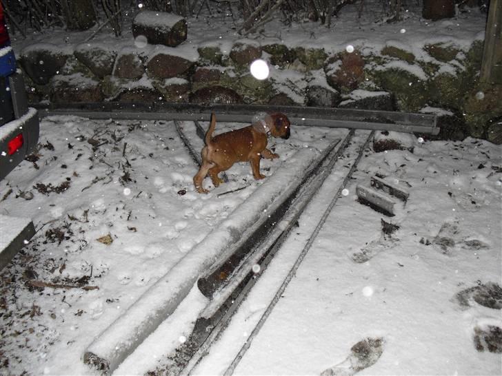 Boxer Nanna billede 8