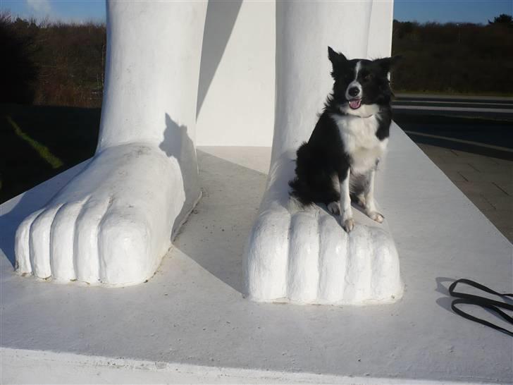 Border collie Neela billede 12