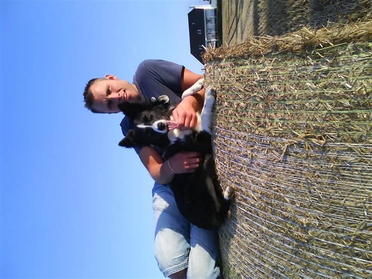 Border collie Neela billede 13