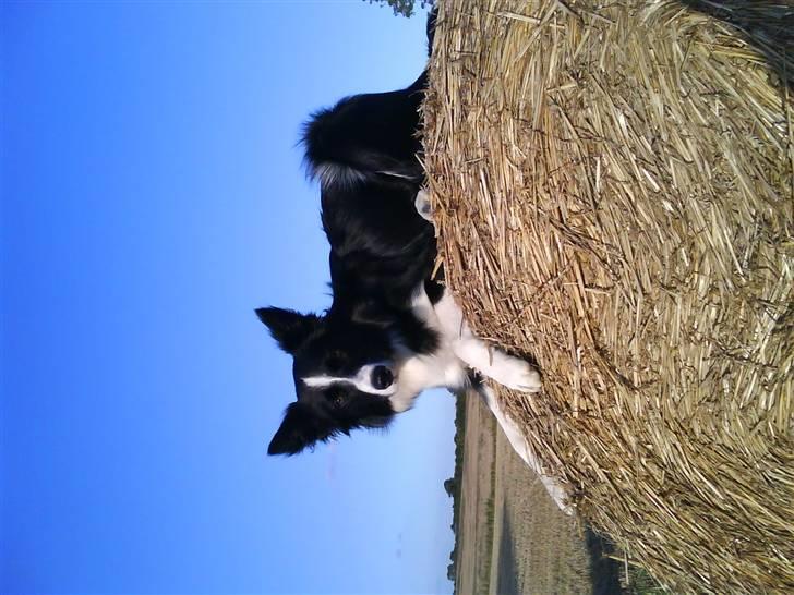 Border collie Neela billede 14