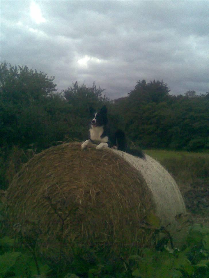 Border collie Neela billede 15