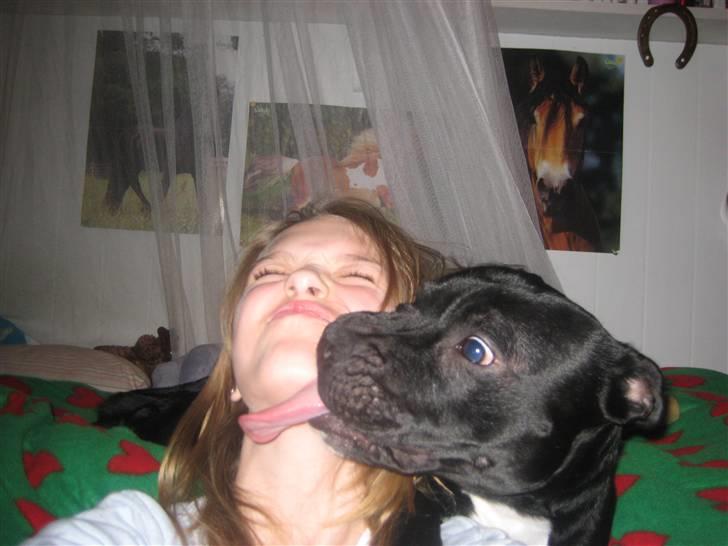 Staffordshire bull terrier nemo billede 8