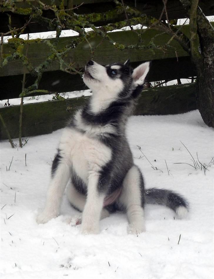 Siberian husky Balto <3 billede 1
