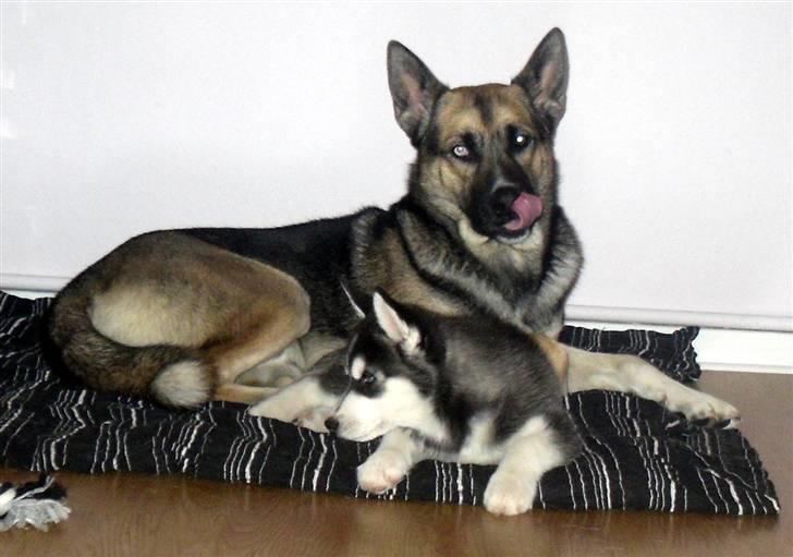 Siberian husky Balto <3 - Mig ;D Med storebror Coda billede 2