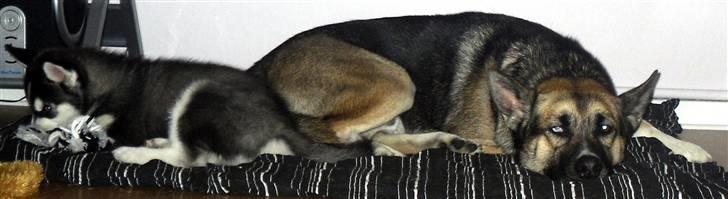 Siberian husky Balto <3 billede 3