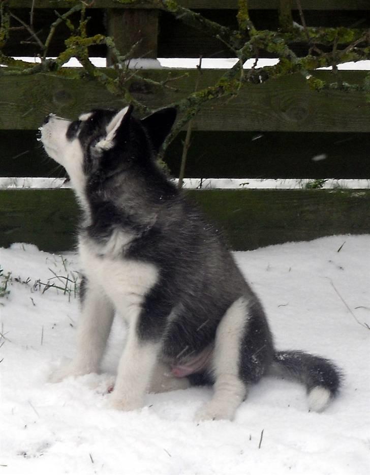 Siberian husky Balto <3 billede 4