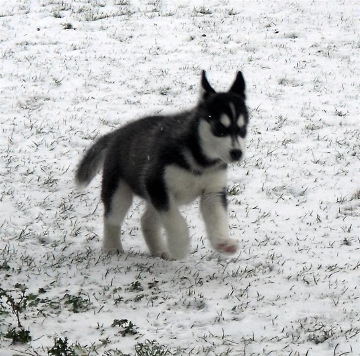 Siberian husky Balto <3 billede 5