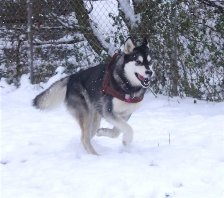 Alaskan malamute Laika *Aflivet* billede 12