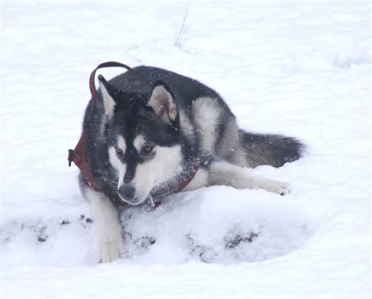 Alaskan malamute Laika *Aflivet* billede 17