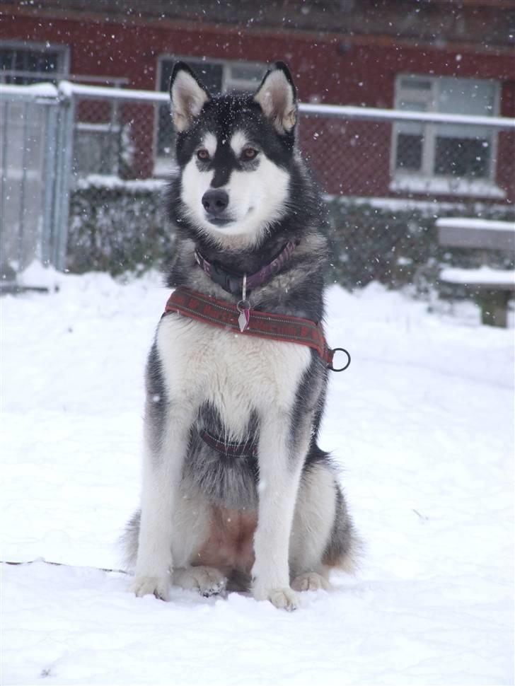 Alaskan malamute Laika *Aflivet* billede 18