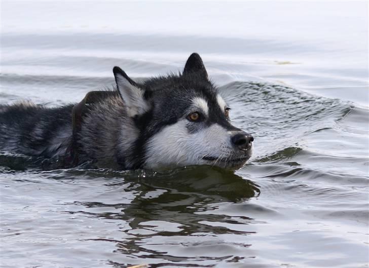 Alaskan malamute Laika *Aflivet* billede 19