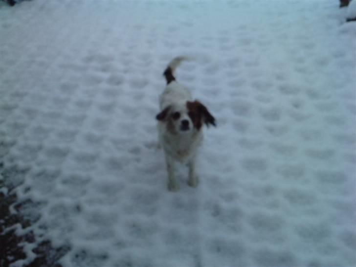 King charles spaniel Charlie - han´s første vimter billede 11