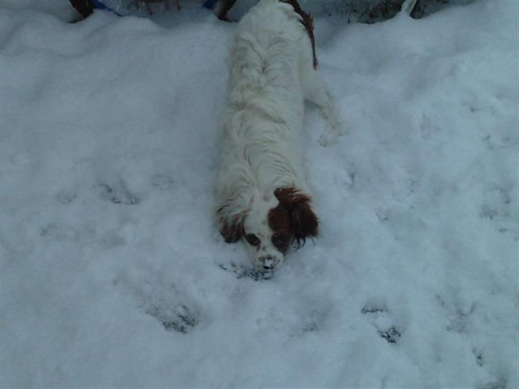 King charles spaniel Charlie billede 12