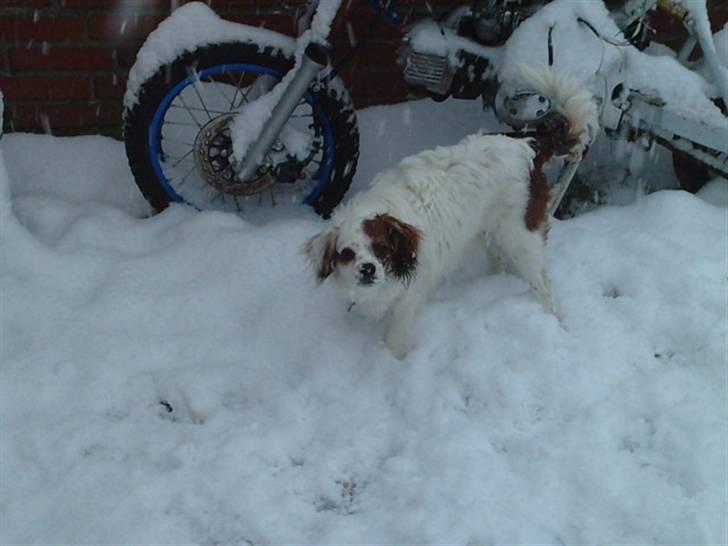 King charles spaniel Charlie billede 13