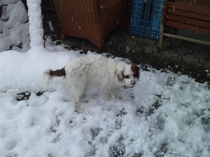 King charles spaniel Charlie billede 14